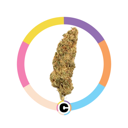 Mimosa | 14g