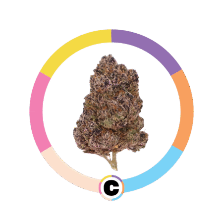Purple Gumbo | 14g